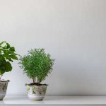 適合室內與戶外牆面植栽的植物推薦