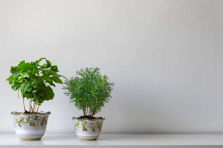 適合室內與戶外牆面植栽的植物推薦