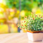 植物與家具的完美結合：盆栽擺設藝術解析