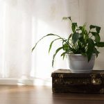 臥室植物搭配學：如何選擇安神又美觀的盆栽？
