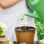 葉菜類的澆水與施肥技巧：如何確保健康生長
