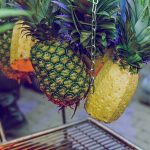 盆栽與庭院種植熱帶水果的技巧