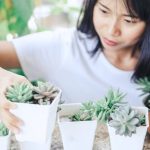 陽台種植香草植物：迷迭香、羅勒、薄荷養護技巧