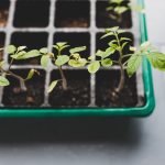 如何正確播種與苗期管理：提升孵育成功率