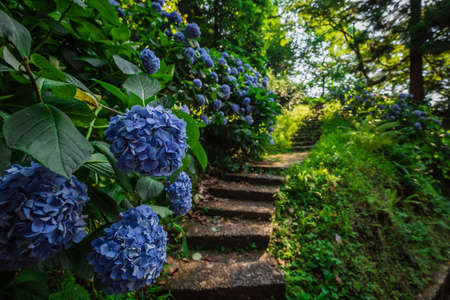 繡球花的基本介紹與品種分類