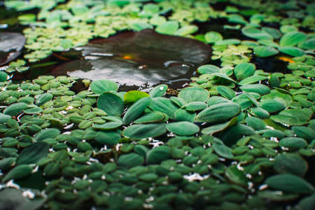 自然風格水景設計：創造與環境融合的水景藝術