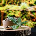 合適的盆器選擇對室內植物生長的重要性