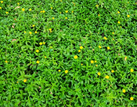 如何運用地被植物減少雜草生長