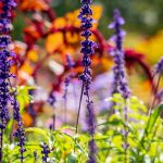 如何利用季節性花草創造不同風格庭園
