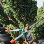 果樹修剪的基本原則與技術解析