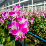 蘭花的病蟲害防治：如何預防與治療？