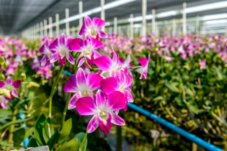 蘭花的病蟲害防治：如何預防與治療？