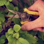 果樹修剪與結果管理的四季調控方法