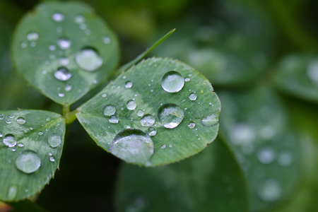 雨水收集與利用的基礎知識與概念